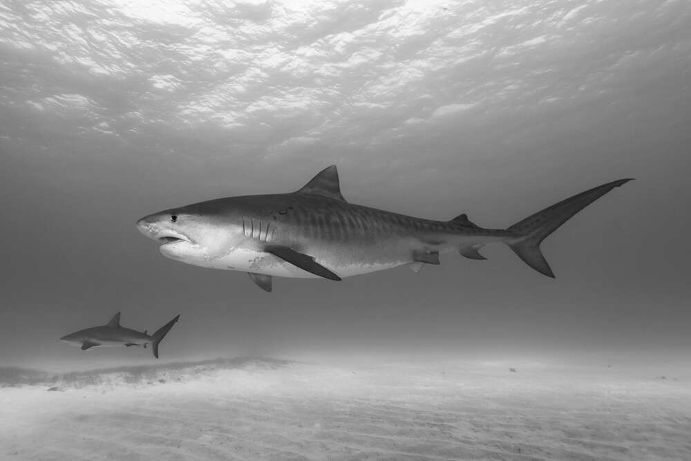 картина-постер Тигровые акулы в поисках добычи
