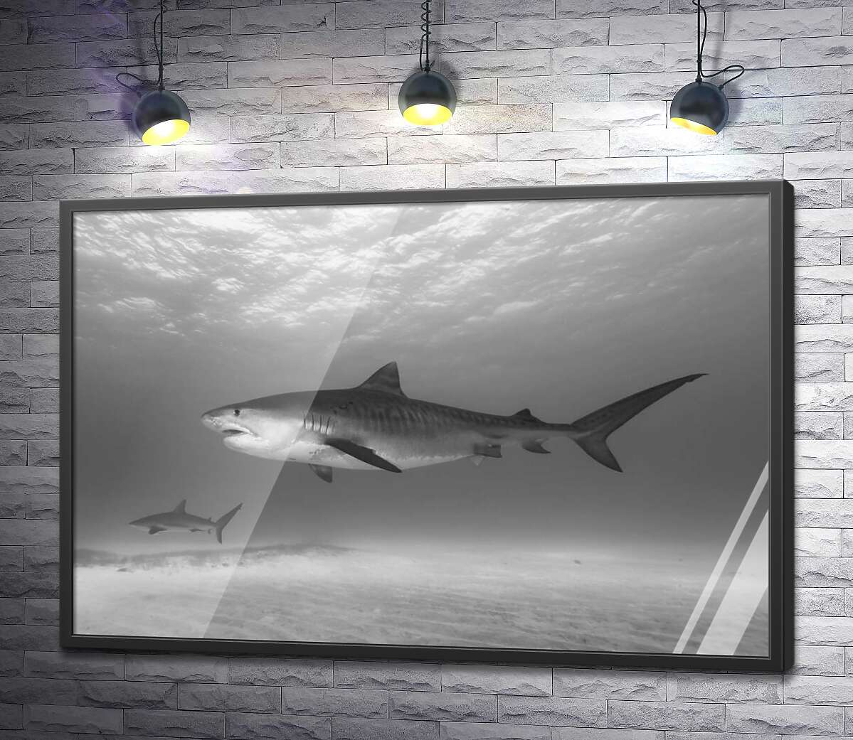 постер Тигровые акулы в поисках добычи