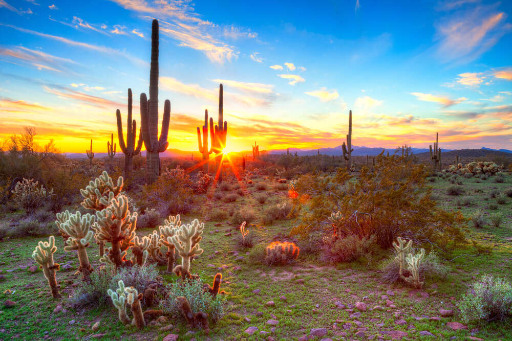 картина-постер Захід сонця серед кактусів в пустелі