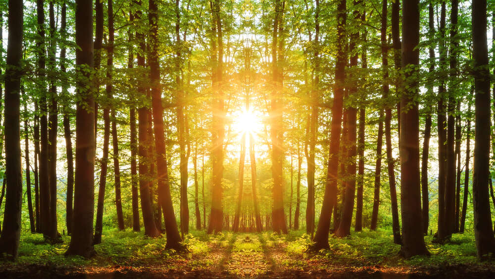 картина-постер Стройные лесные деревья освещены солнечными лучами