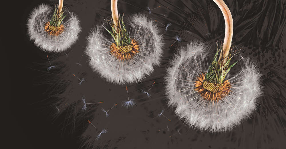 картина-постер Три пухнасті голівки кульбаби