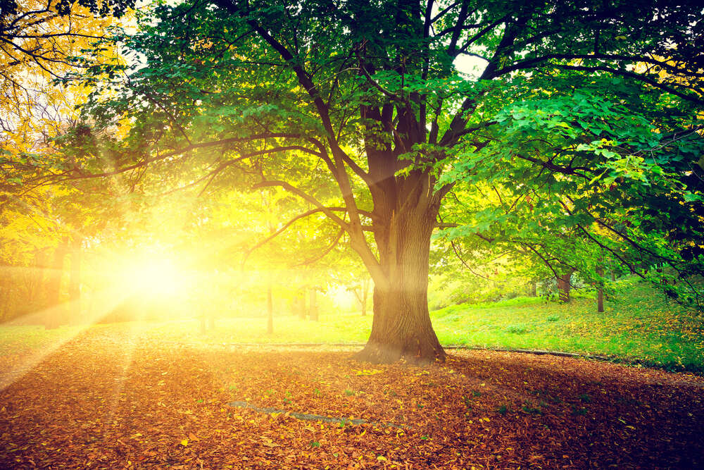 картина-постер Яскраве сонце світить на доріжку в осінньому парку