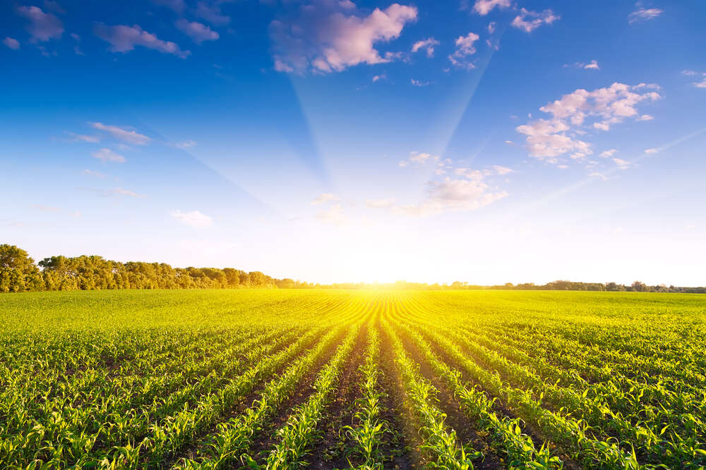 картина-постер Ровные ряды ростков кукурузы тянутся к горизонту