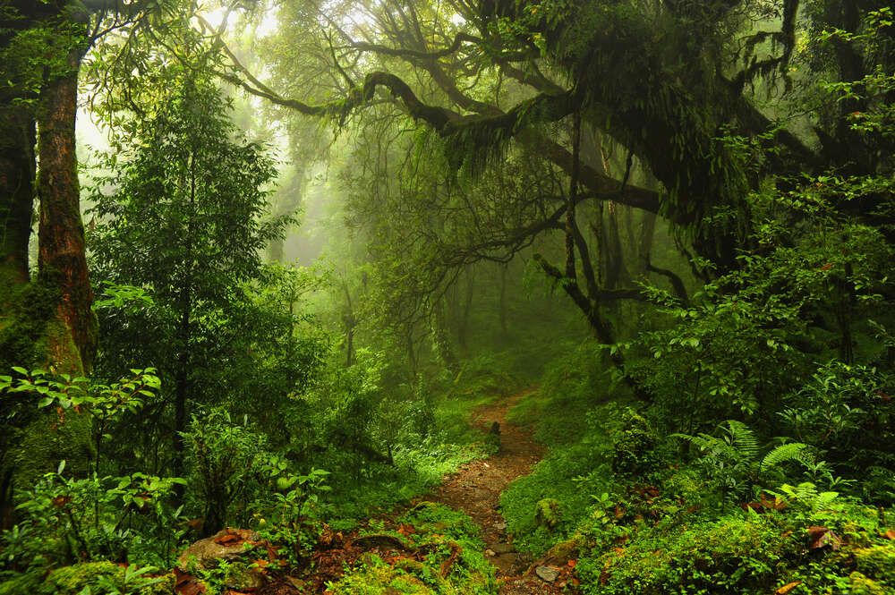 картина-постер Дорога крізь зарості старого лісу