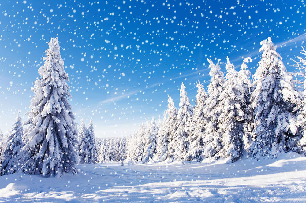 картина-постер Белый снег мягко падает на лесные елки