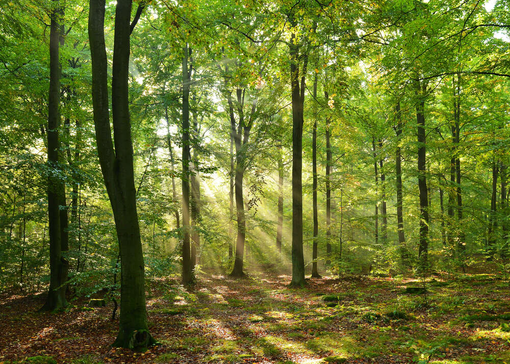 картина-постер Літній день в тіні лісових дерев