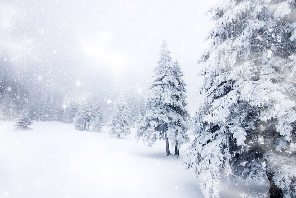 картина-постер Білі ялинки стоять серед снігової хуртовини