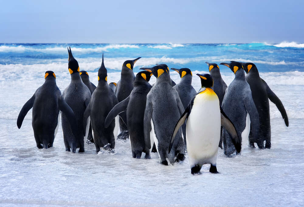 картина-постер Группа королевских пингвинов направляется к океану
