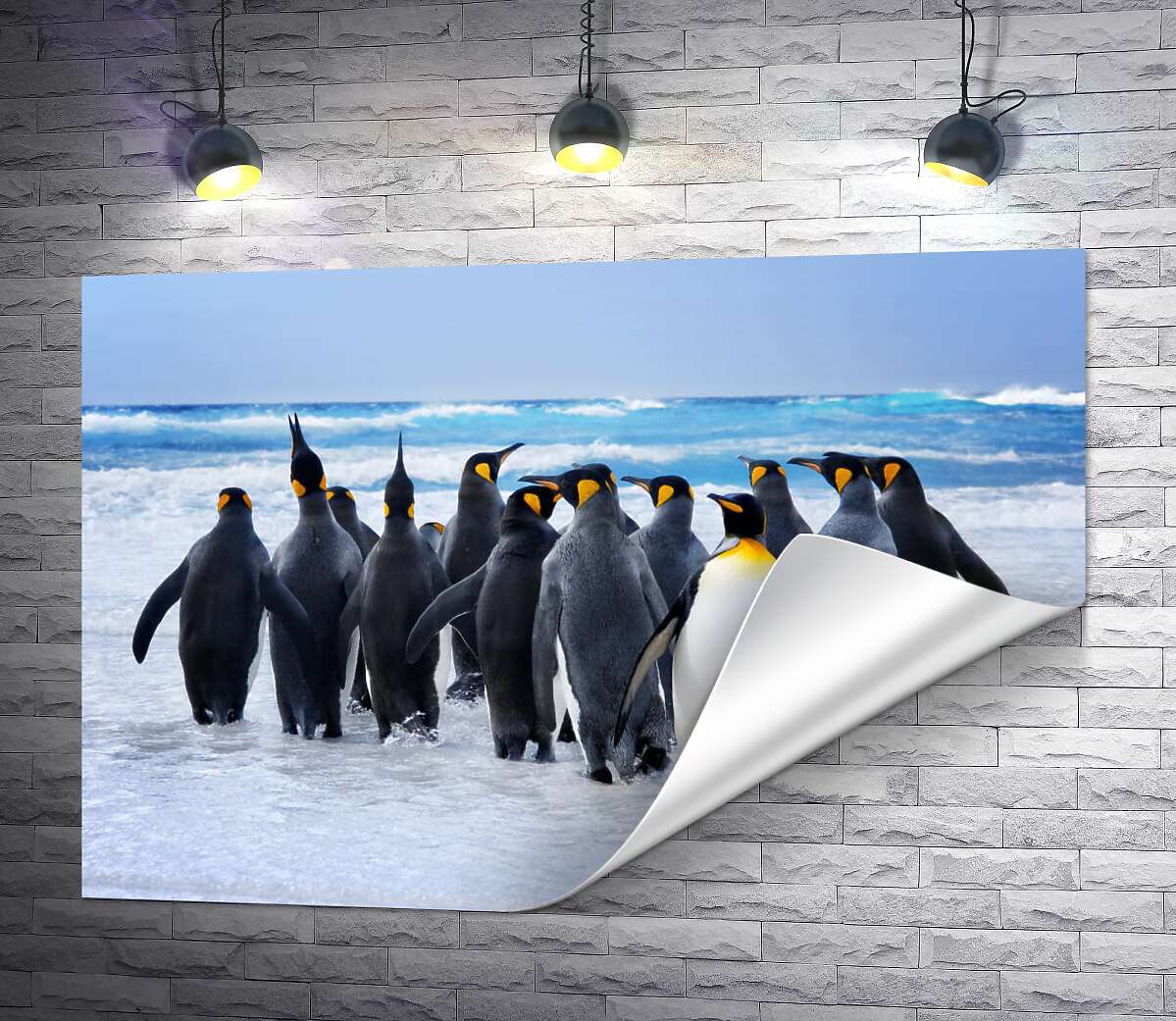 печать Группа королевских пингвинов направляется к океану