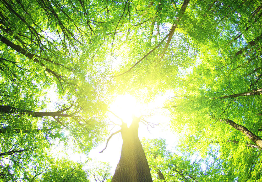 картина-постер Солнечные лучи пробиваются сквозь зеленые листья деревьев