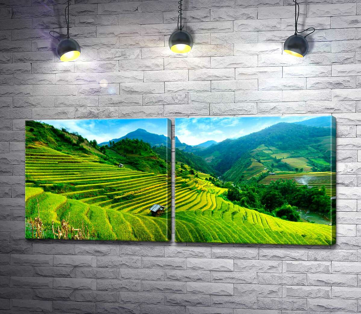 модульна картина Зелені схили рисових полів