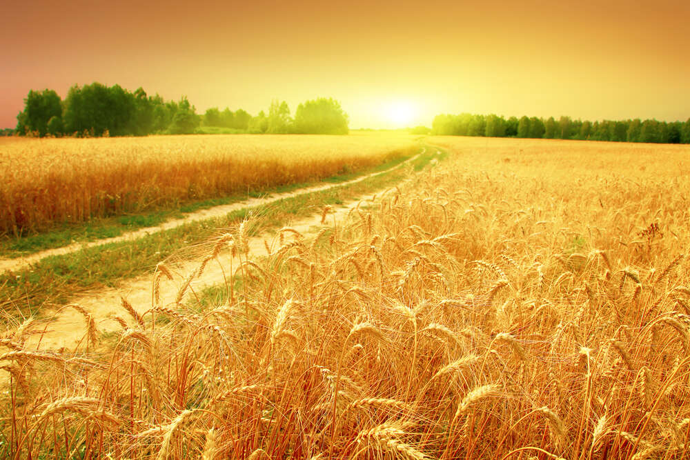 картина-постер Польова дорога зеленою стрічкою проходить між жовтого колосся пшениці
