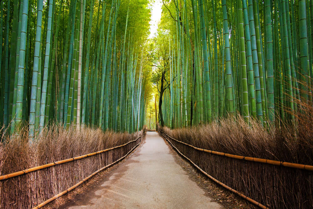 картина-постер Рівна доріжка тягнеться крізь бамбуковий ліс
