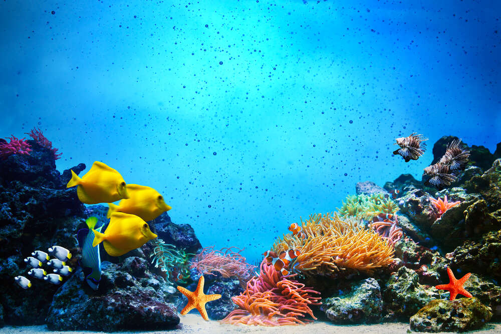 картина-постер Морські жителі плавають серед коралів на дні океану