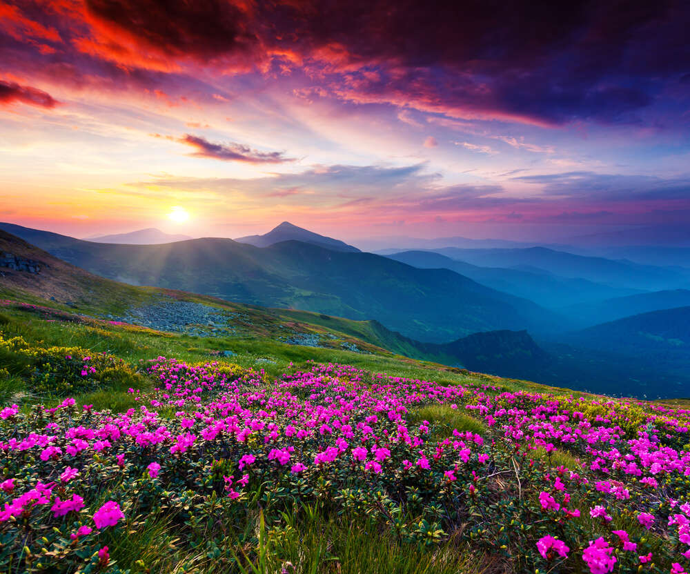 картина-постер Рожеві квіти вкрили гірський схил