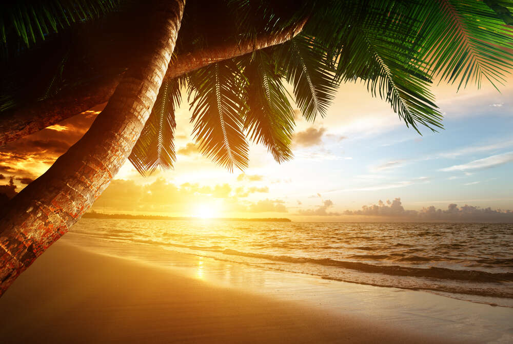 картина-постер Вид на вечірній пляж з тіні пальм