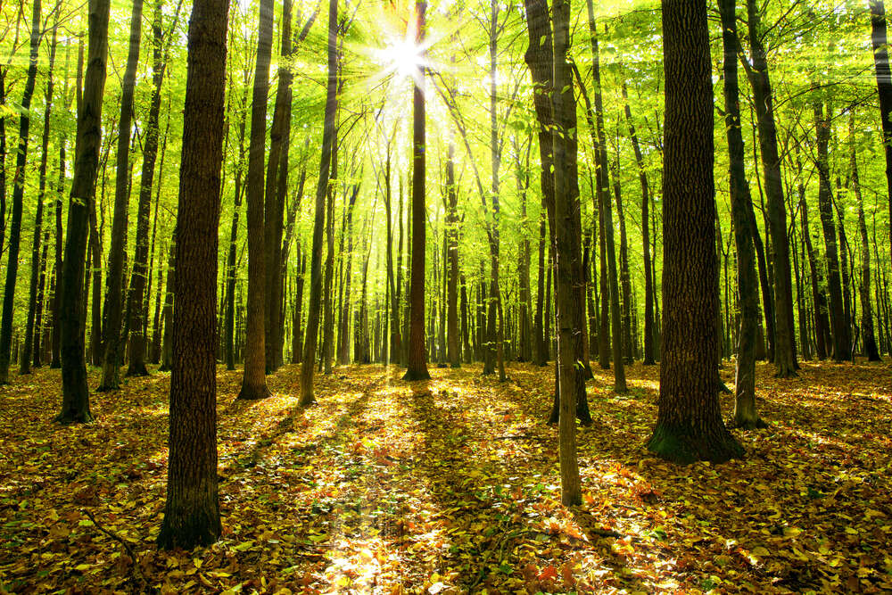 картина-постер Солнечные лучи пробиваются сквозь зеленые листья лесных деревьев