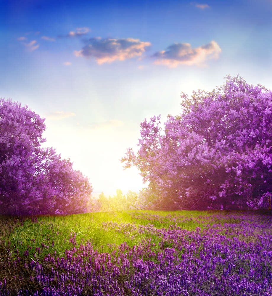 картина-постер Весна буяет фиолетовыми цветами на поляне