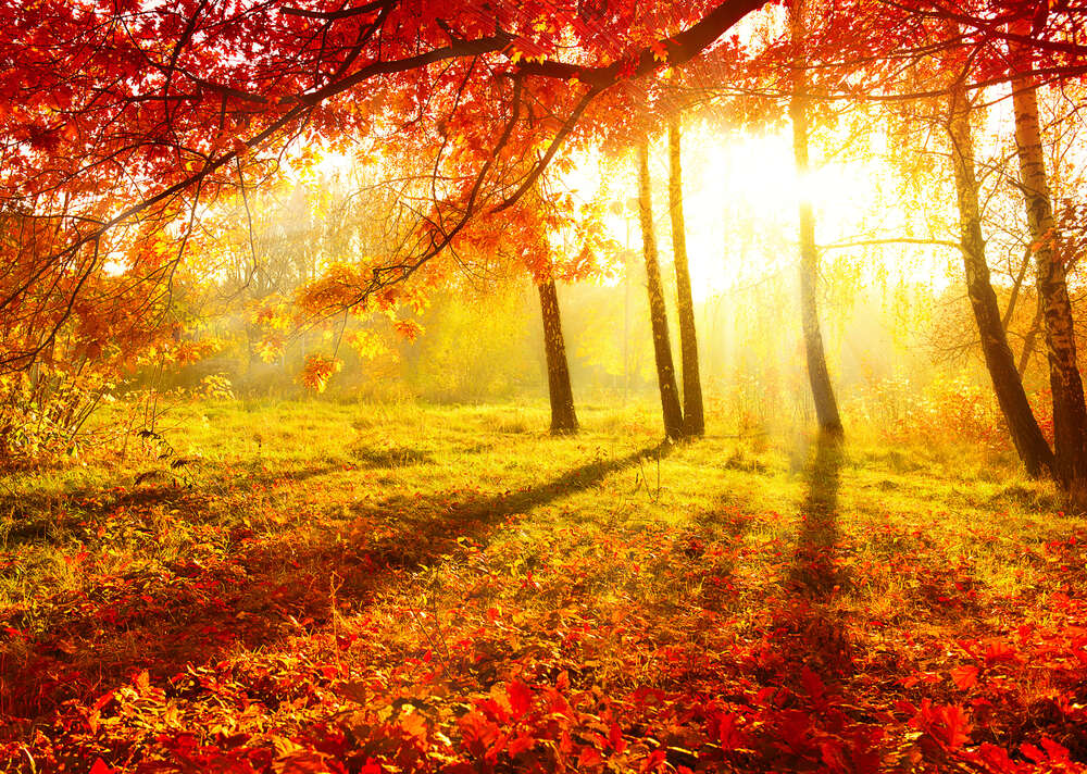 картина-постер Осеннее солнце подсвечивает красные листья дерева