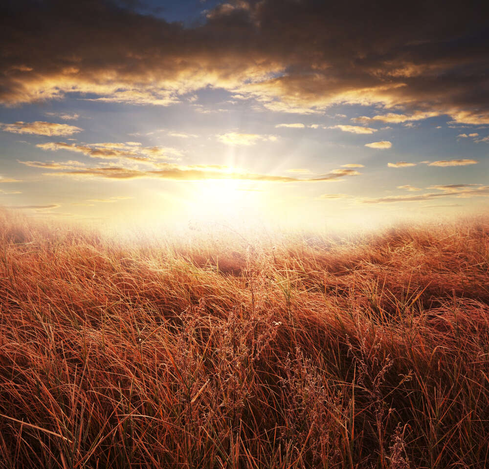 картина-постер Сонячне проміння падає на високу польову траву