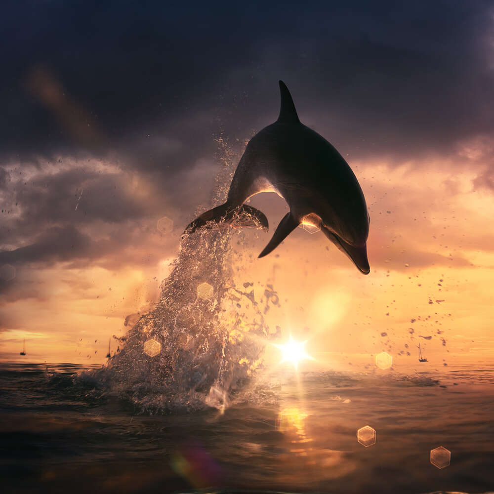 картина-постер Силуэт дельфина, выпрыгивающего из воды