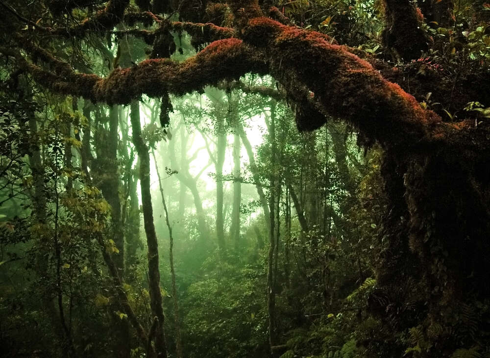 картина-постер Густые лианы обвили тропическое дерево