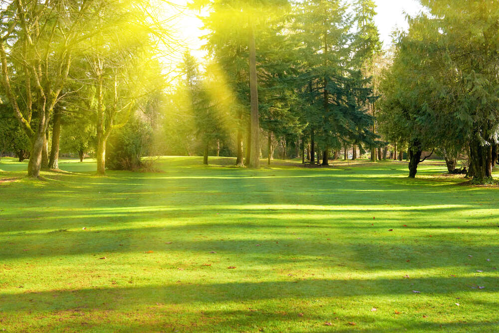 картина-постер Бархатно-зеленая лужайка среди парка