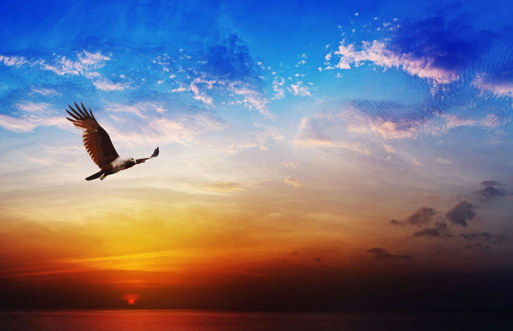 картина-постер Могутній орел літає у вечірньому небі