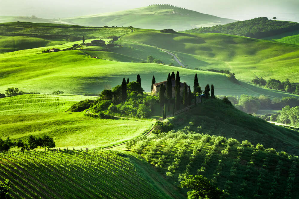 картина-постер Зеленые виноградники окружили старую тосканскую виллу