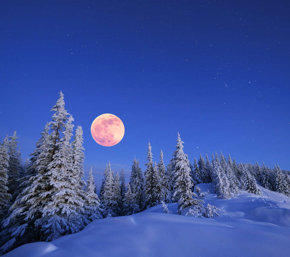 картина-постер Повний місяць над засніженим хвойним лісом