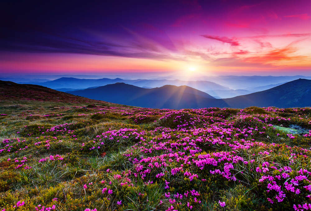 картина-постер Нежные фиолетовые цветы пышно зацвели на горном склоне