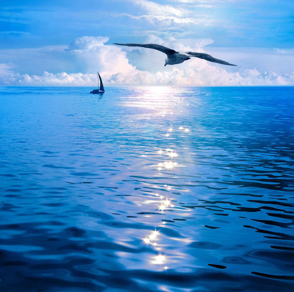 картина-постер Белокрылая чайка летит над тихой морской водой