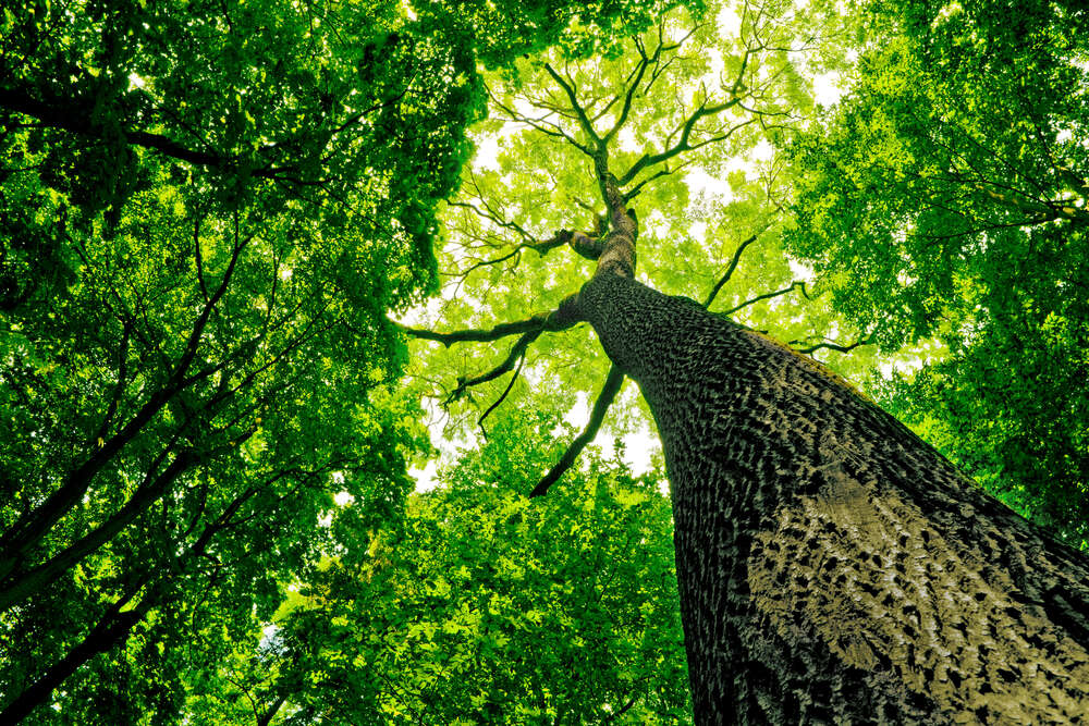 картина-постер Мощный ствол дерева тянется зеленой кроной к небу