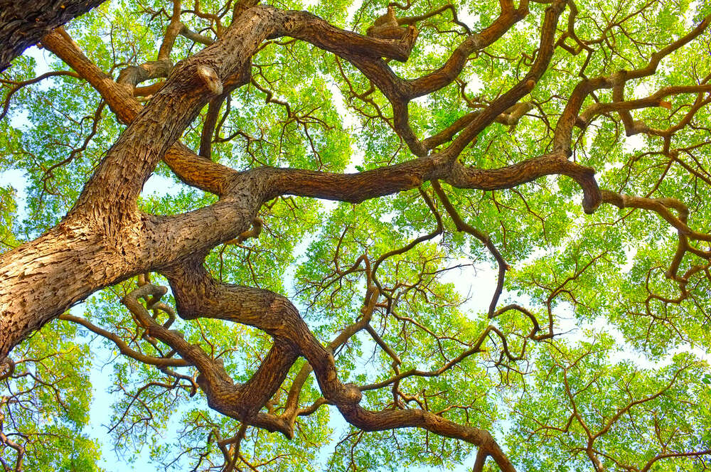 картина-постер Ветвистое дерево разрослось пышной кроной