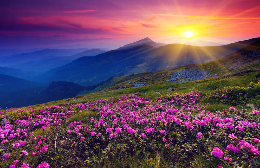 картина-постер Нежные розовые цветы встречают утро в горах