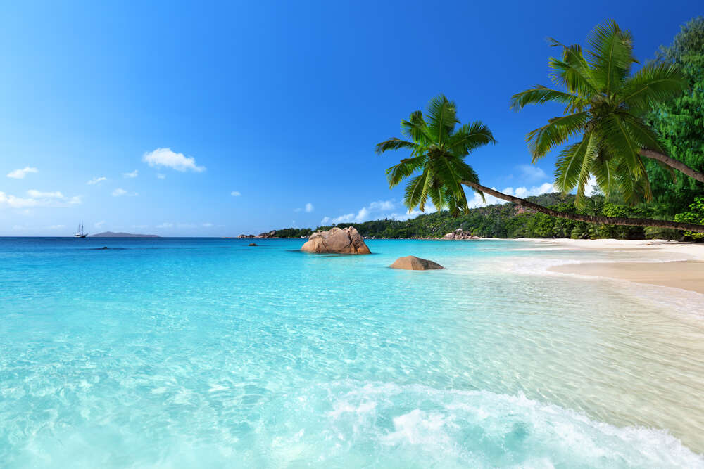 картина-постер Тропические пальмы свисают над теплой морской водой