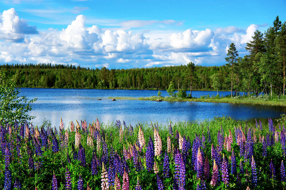 картина-постер Летние цветы люпина укрыли берег лесного озера