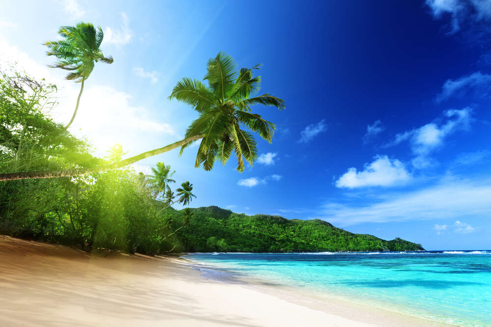 картина-постер Тропические деревья бросают тень на песчаный пляж