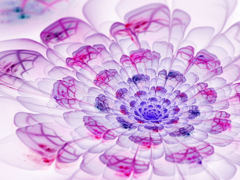 картина-постер Тонкі рожеві візерунки на білих пелюстках квітки