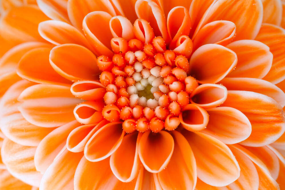 картина-постер Молочно-белые узоры на оранжевых лепестках хризантемы