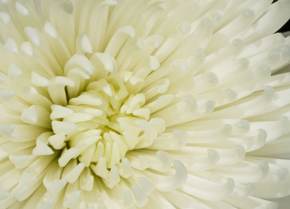 картина-постер Маленькие нежные лепестки белого цветка хризантемы
