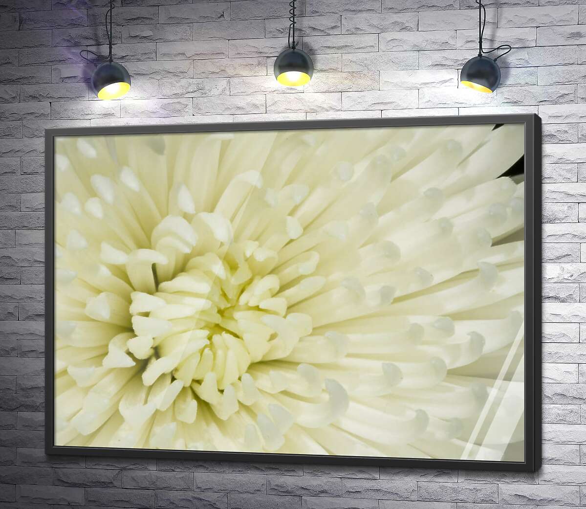 постер Маленькі ніжні пелюстки білої квітки хризантеми