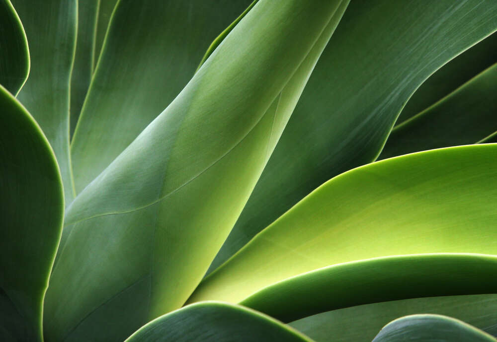 картина-постер Большие сочные листья тропического растения агавы