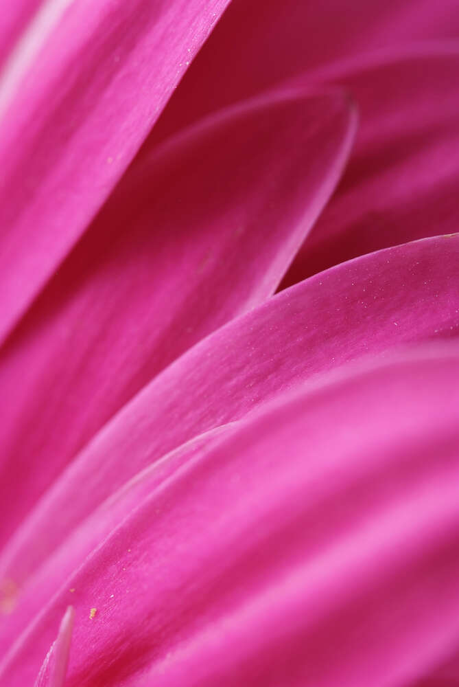 картина-постер Розовый бархат ярких лепестков хризантемы