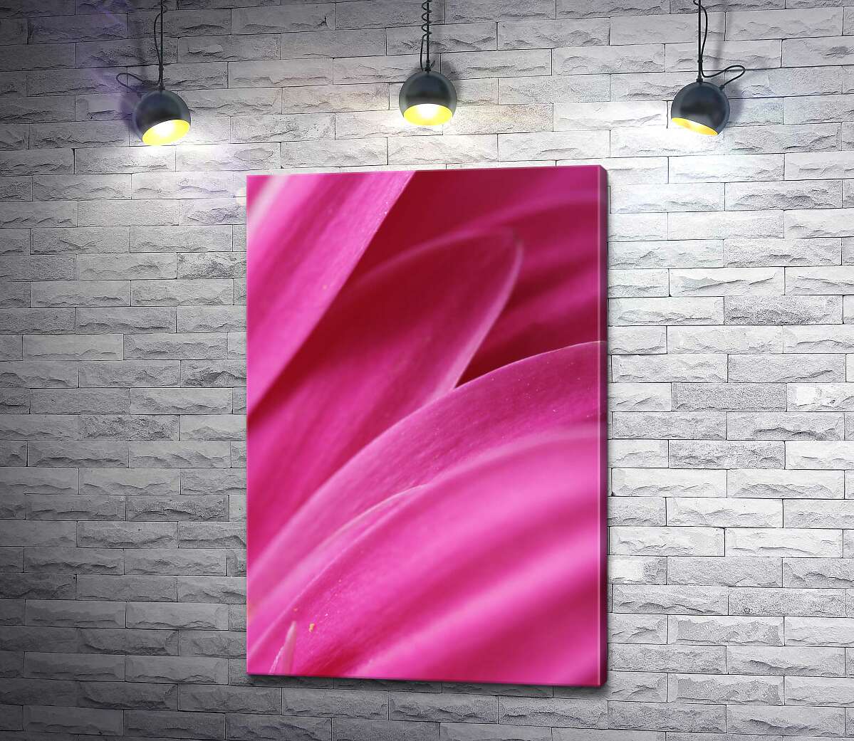 картина Розовый бархат ярких лепестков хризантемы