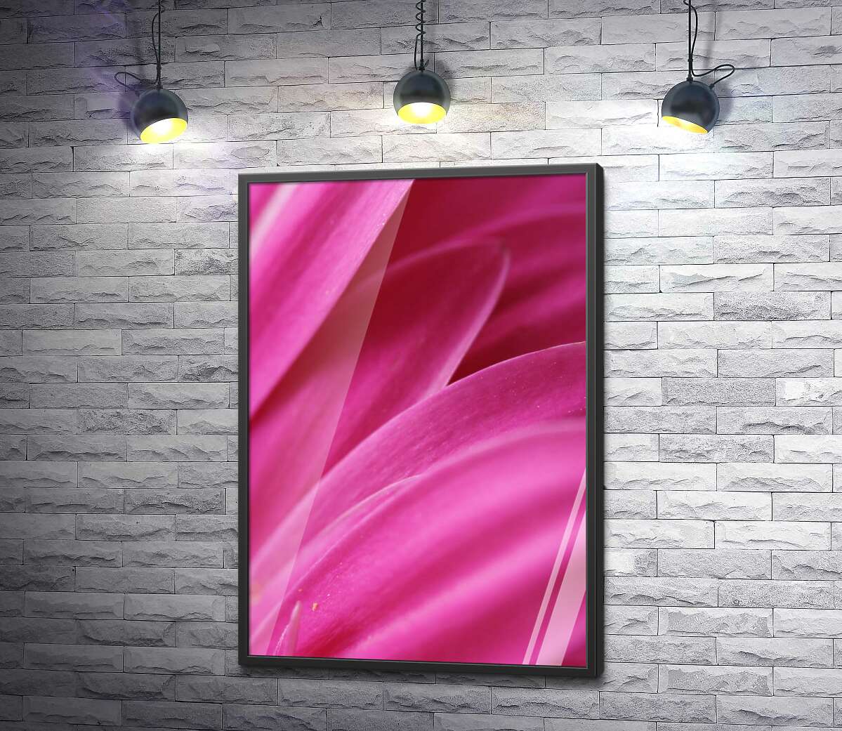 постер Рожевий оксамит яскравих пелюсток хризантеми