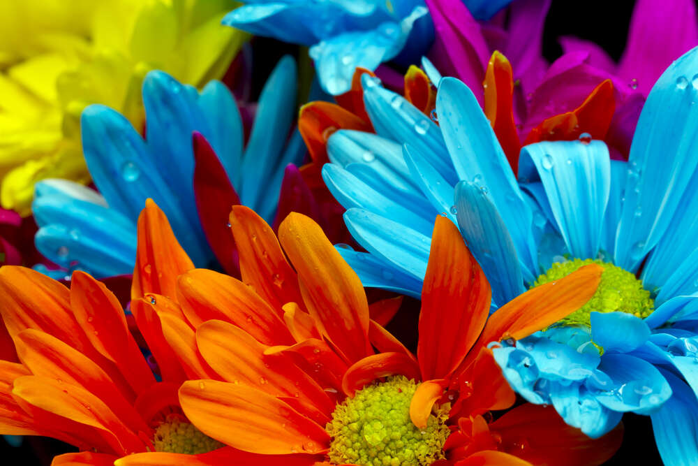картина-постер Яскравий букет кольорових хризантем