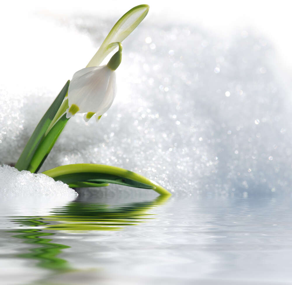 картина-постер Весенний белоцвет склонился над талой водой