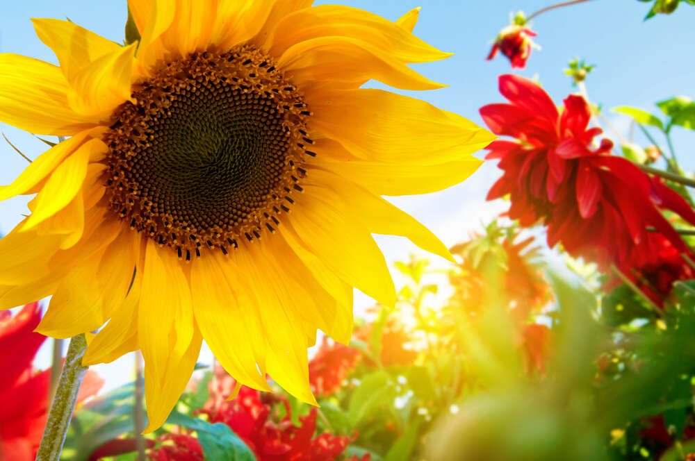 картина-постер Жовтий соняшник пишно цвіте серед клумби червоних жоржин