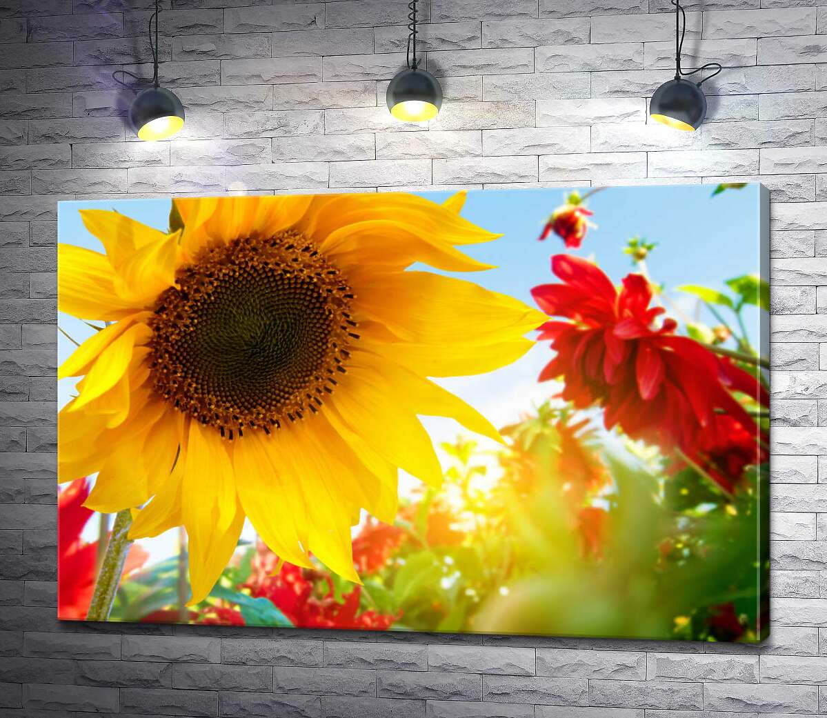 картина Жовтий соняшник пишно цвіте серед клумби червоних жоржин